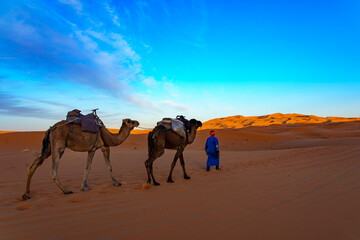 Fototapeta premium Morocco. Merzouga. Camel caravan through the sand dunes in the Sahara Desert