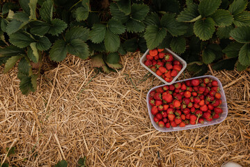 collected strawberries on the field against the background of leaves