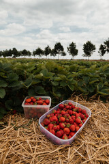 picking strawberries on the field against the background of leaves