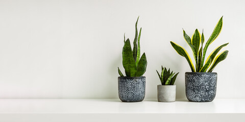 Three different snake plants or sansevieria on the light background, copy space