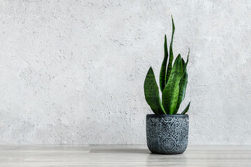 Snake plant or Sansevieria in a dark gray ceramic flowerpot on the light gray background, minimal modern interior with copy space