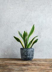 Snake plant or Sansevieria in a dark gray ceramic flowerpot on the wooden table, vertical photo