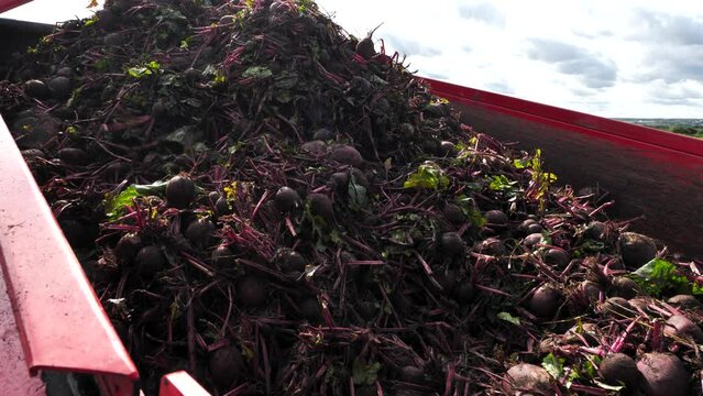 harvesting beets with combine in field, sugar beets moving the conveyor belt