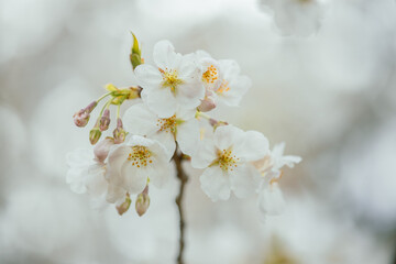 桜のお花