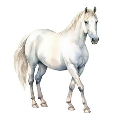 Naklejka na ściany i meble Beautiful white horse watercolor painting