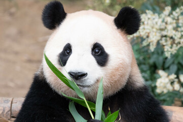 Close up Giant Panda in Republic of Korea