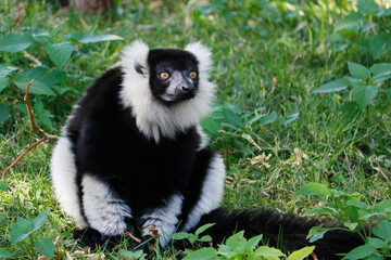 Lemurs are primates belonging to the suborder Strepsirrhini. Like other strepsirrhine primates, such as lorises, pottos, and galagos. similar to ape and monkey