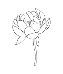 Peony flower line art illustration. Botanical floral outline sketch illustration