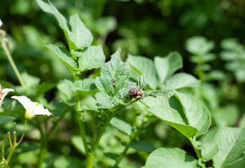 Close Up View on Colorado Beetle Eats A Potato Leaves Young. Colorado Potato Striped Beetle Or Leptinotarsa Decemlineata Is Serious Pest Of Potatoes. 