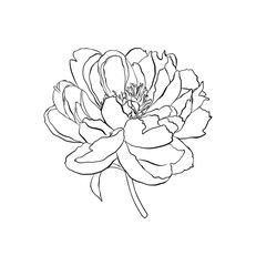 Peony flower line art illustration. Botanical floral outline sketch illustration