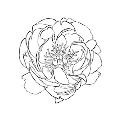 Peony flower line art illustration. Botanical floral outline sketch illustration