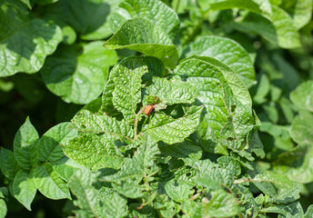Colorado potato beetle larvae are potato pests. Colorado potato beetle larva eats potato leaves.