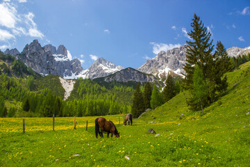Fototapeta na wymiar Landscape in the Austrian Alps of the Dachstein region (Styria in Austria)