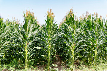 Agricultural field of flowering corn. Green stems, young cobs of corn.