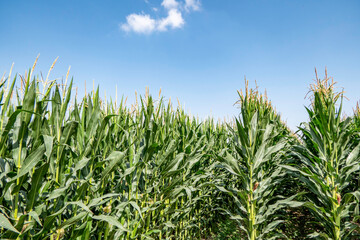 Agricultural field of flowering corn. Green stems, young cobs of corn.
