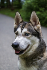 Fototapeta premium Portrait of a husky dog with blue eyes in the park