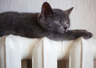 A gray cat is lying on a white radiator and warming up. The cat looks at the thermostat on the...