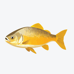 golden dorado fish vector flat minimalistic isolated illustration