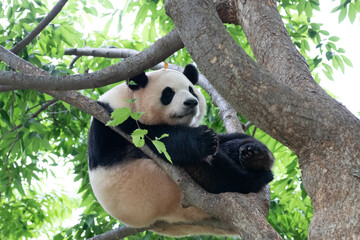 Close up Giant Panda in Republic of Korea, Fu Bao