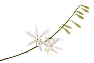 St Bernard's lily flowers