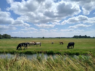 Multiple multicolored cows grazing in the field with clouds in the sky on a sunny day