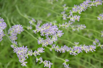 Growing fragrant lavender flowers in the garden, full frame. Soft focus on purple lavender flowers. Perfume ingredient, aromatherapy. Close-up.