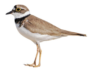 Little ringed plover (Charadrius dubius), PNG, isolated on transparent background