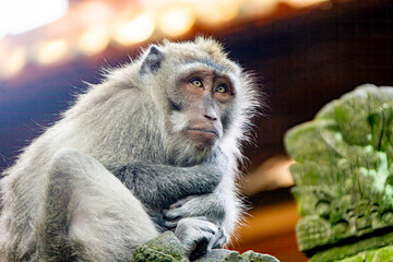 Hilarious depiction of a monkey's face: A lighthearted and comical portrayal of a spirited monkey's countenance, spreading laughter and joy