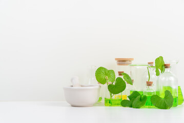 White Background Centella asiatica (gotu) for Biological experiment presentation Centella asiatica leaves and green water in biological test tubes.