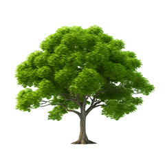green tree isolated