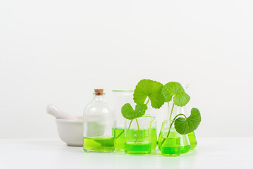 White Background Centella asiatica (gotu) for Biological experiment presentation Centella asiatica leaves and green water in biological test tubes.