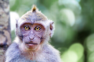 Hilarious depiction of a monkey's face: A lighthearted and comical portrayal of a spirited monkey's countenance, spreading laughter and joy