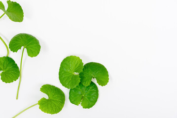 Top view on table centella asiatica leaves with isolated on white background