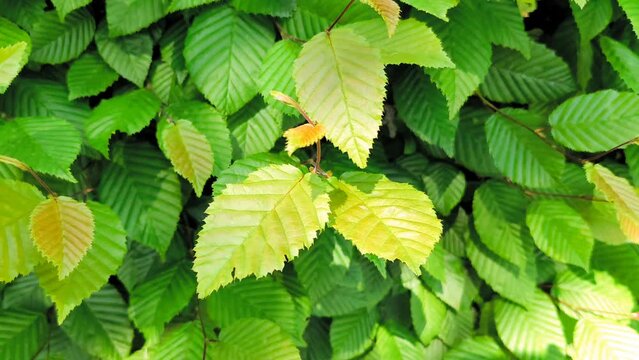 Carpinus betulus. Beautiful branch of European or common hornbeam with lush green leaves gently stirred by breeze in spring on a sunny day