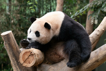 Fototapeta premium Close up Giant Panda in Republic of Korea