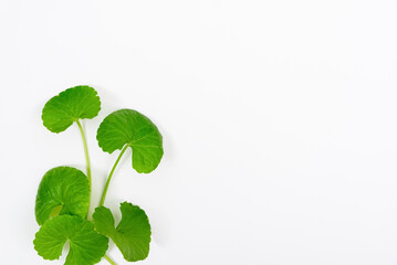 Top view on table centella asiatica leaves with isolated on white background