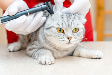 Veterinarian doctor checking the ears of the cat Scottish Fold with otoscope in veterinary clinic....