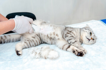 A veterinarian's hand shaves a cat's belly at veterinary clinic, the cat is examined and prepared...