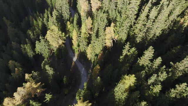 Colourful coniferous forests with larches and forest path, drone shot, Nax, Valais, Switzerland, Europe
