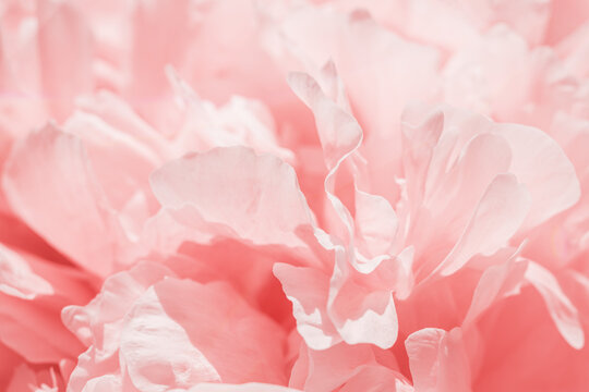 Rose color flower peony petals, close up macro nature background. Beautiful Holiday bloom backdrop. Pink-white flowers top view, flowery desktop wallpaper, pastel colored still life, sunny