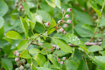 ブルーベリーの未熟な果実