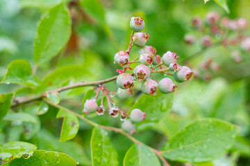 ブルーベリーの未熟な果実