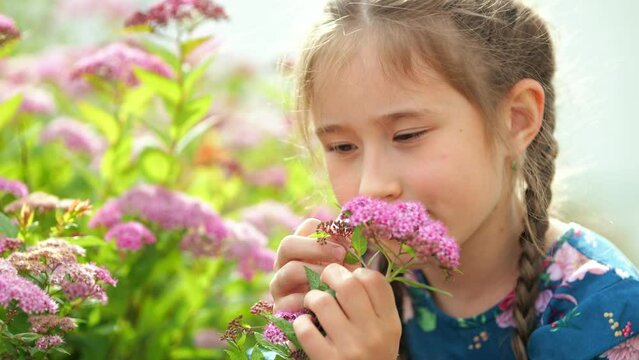 Brown-haired girl smells flower and poses near pinkish flowers on green bush lit by sunlight. Schoolgirl with long braids enjoys posing and taking picture