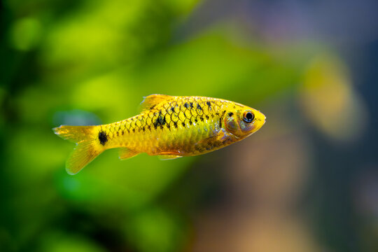chinese barb (Puntius semifasciolatus) swimming in a fish tank with blurred background