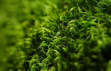 Green moss macro.Shallow depth of field with selective focus