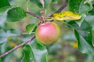 リンゴの未熟な果実