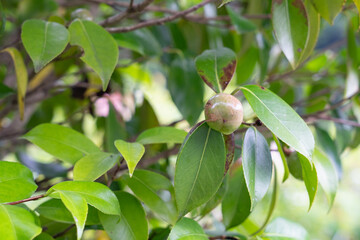 Fototapeta premium 椿の果実