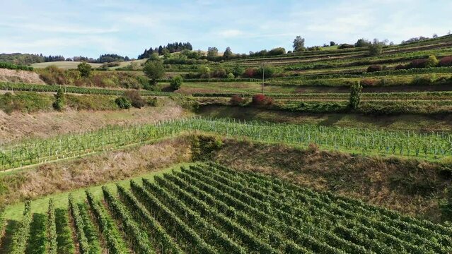 Drone aerial view of Schelingen am Kaiserstuhl with view of the vineyards. Schelingen, Vogtsburg am Kaiserstuhl, Breisgau, Black Forest, Freiburg, Baden-Wuerttemberg, Germany, Europe