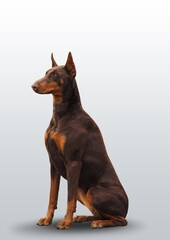 Cute young smart dog posing