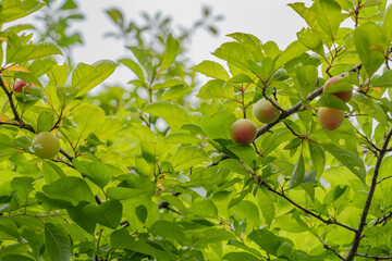 すももの未熟な果実